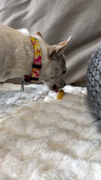 Keiki eating a Pupsday treat during snack time