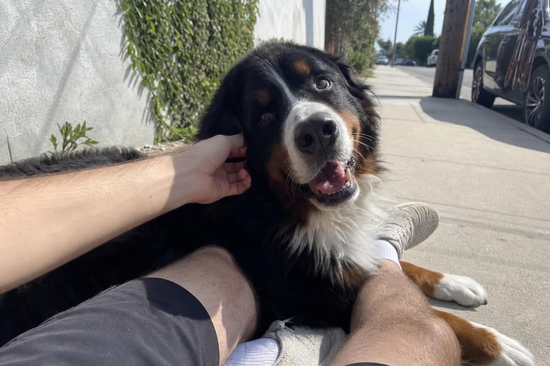 Milo with their human