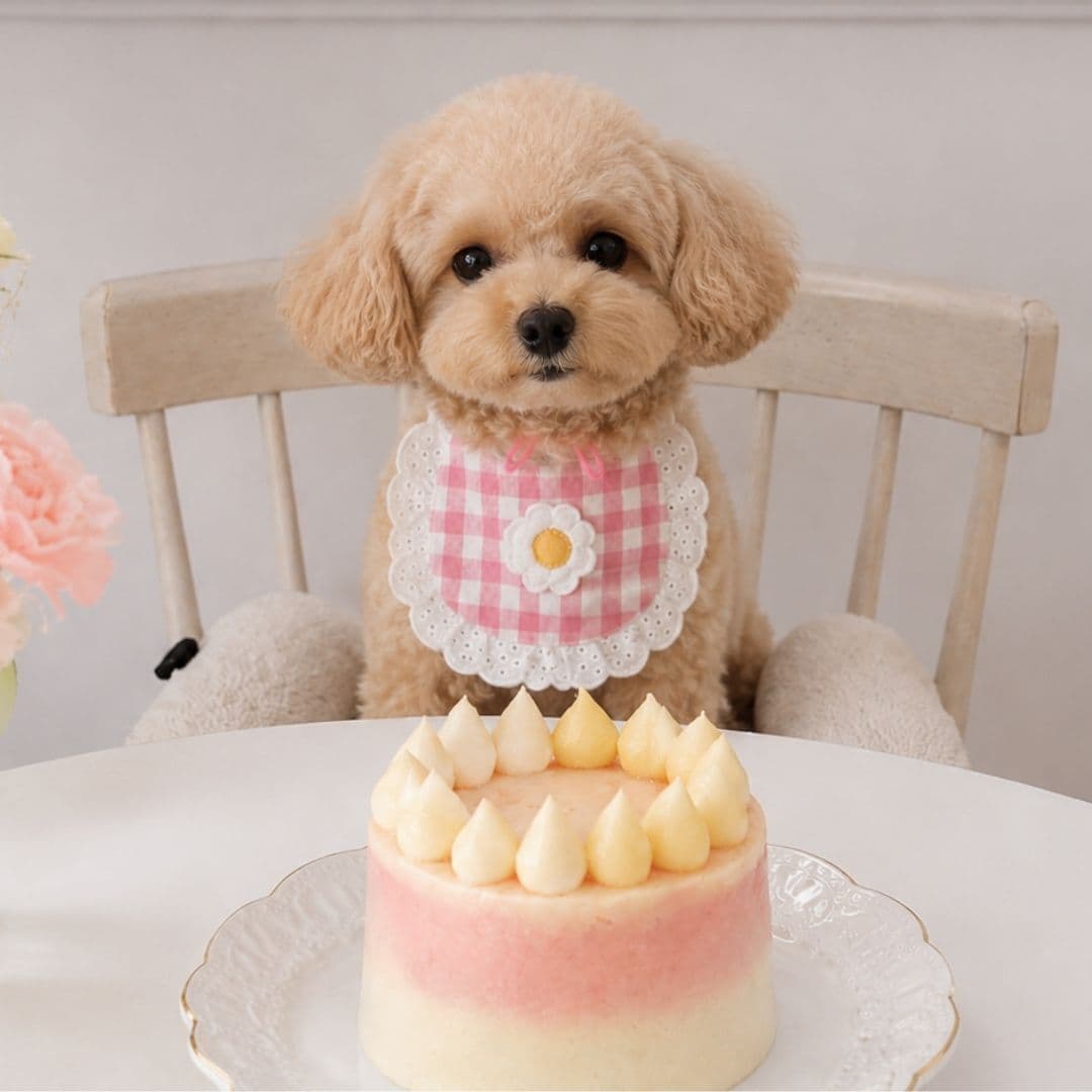 Party Cake Mix for Dogs — DIY Birthday Cake Kit