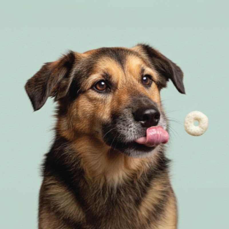 Happy dog enjoying a Pupsday treat