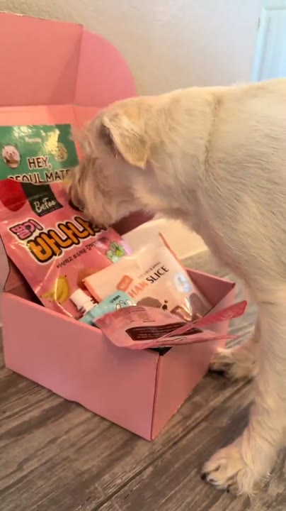 A Labrador nosing into a Pupsday box of treats