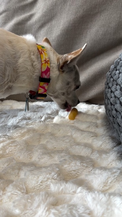 Keiki eating a Pupsday treat during snack time