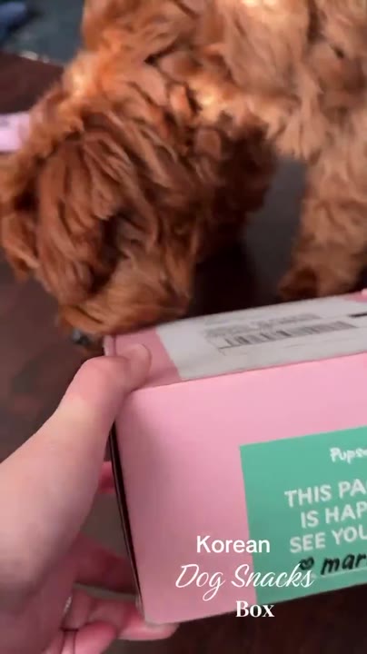 A doodle nosing into a pink Pupsday box