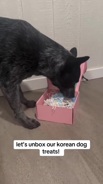 A dog digging into a pink Pupsday box