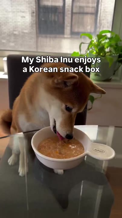 A Shiba Inu eating from a bowl of Korean dog snacks