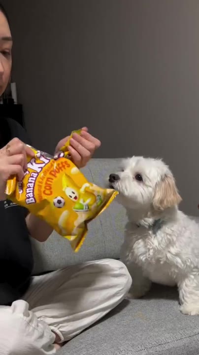 A small white dog beside a bag of corn-puff dog treats