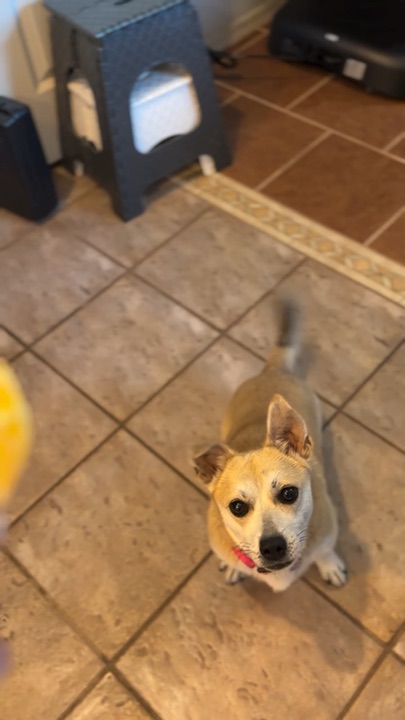 A small dog moving toward a sweet potato Pupsday treat